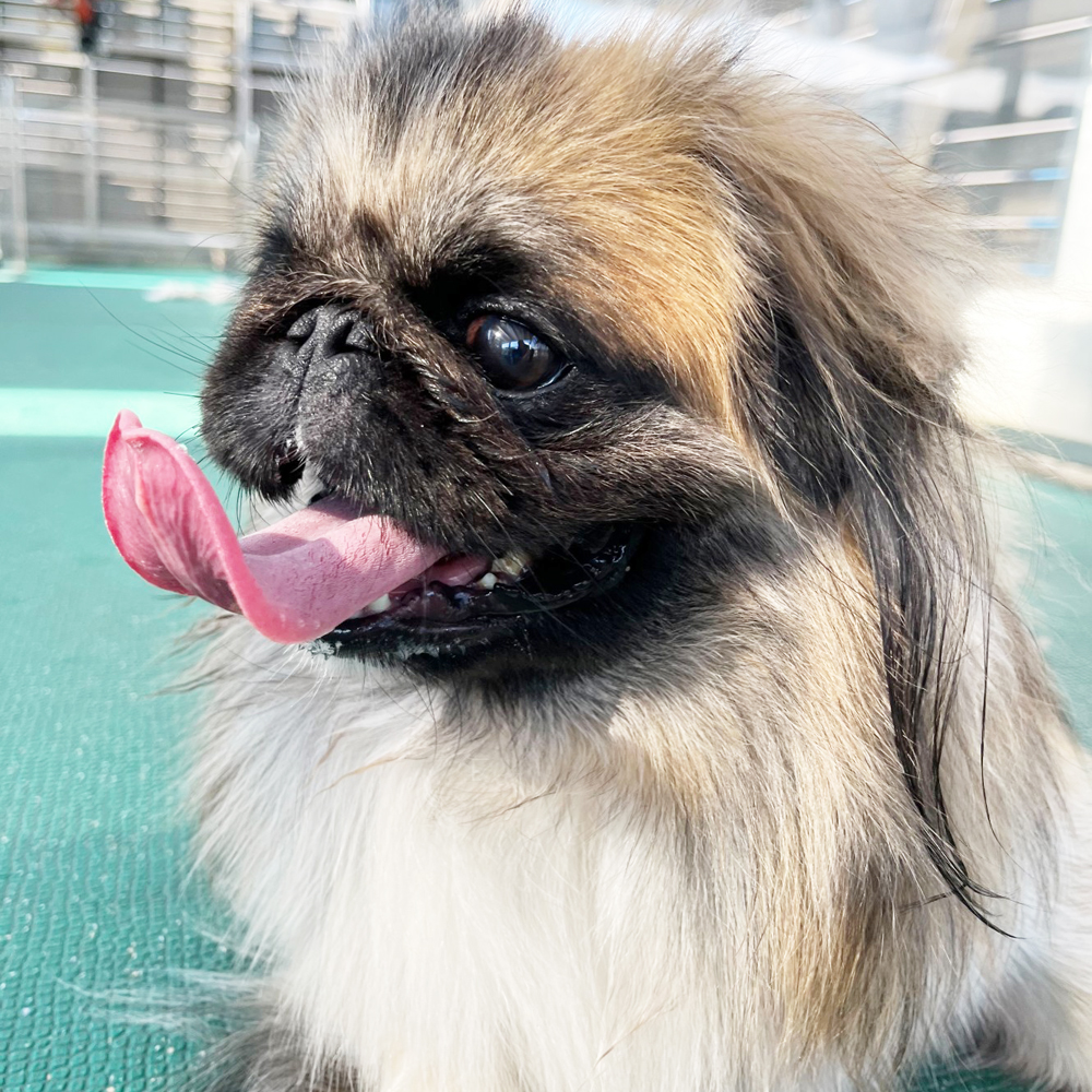 生徒が撮影したモデル犬写真②